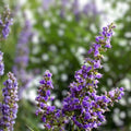 Live Bare Root Chaste Tree Vitex agnus-castus 'Shoal Creek' 20-24" Lavender Flowers Bee Friendly Full Sun Zones 6-9