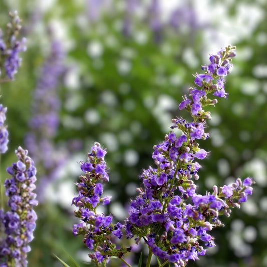 Live Bare Root Chaste Tree Vitex agnus-castus 'Shoal Creek' 20-24" Lavender Flowers Bee Friendly Full Sun Zones 6-9