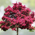 Crape Myrtle Cuttings Deep Pink Lagerstroemia indica Live Plant Garden Propagation Starter Plant