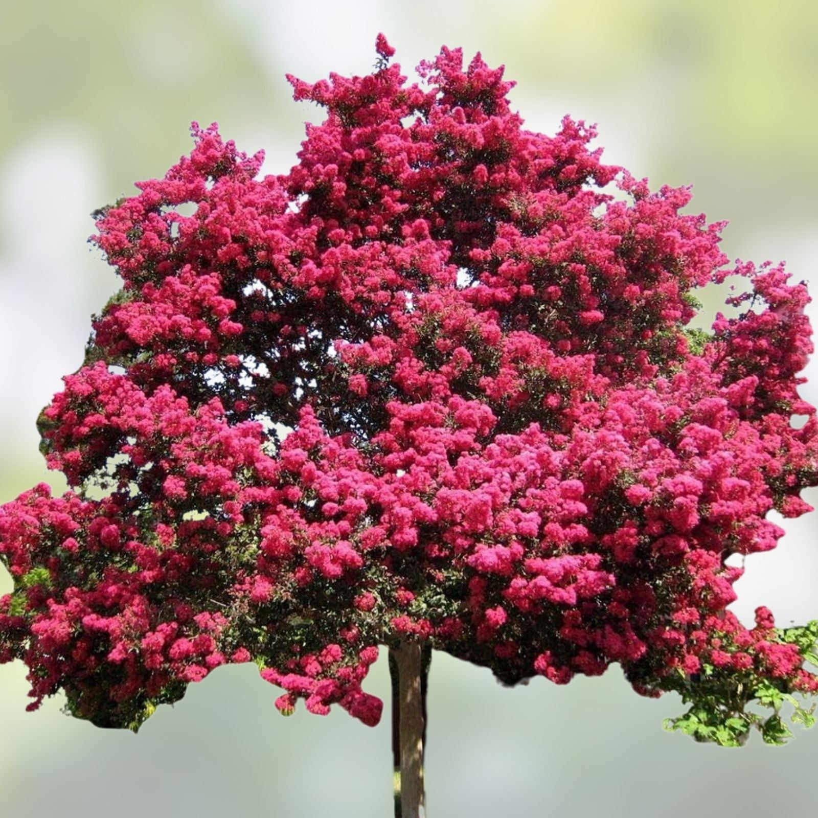 Crape Myrtle Cuttings Deep Pink Lagerstroemia indica Live Plant Garden Propagation Starter Plant
