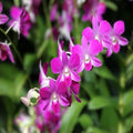 Dendrobium Orchid Plant Seedlings 2 Bulbs Live Houseplant with Bonus Cuttings for Home Gardening