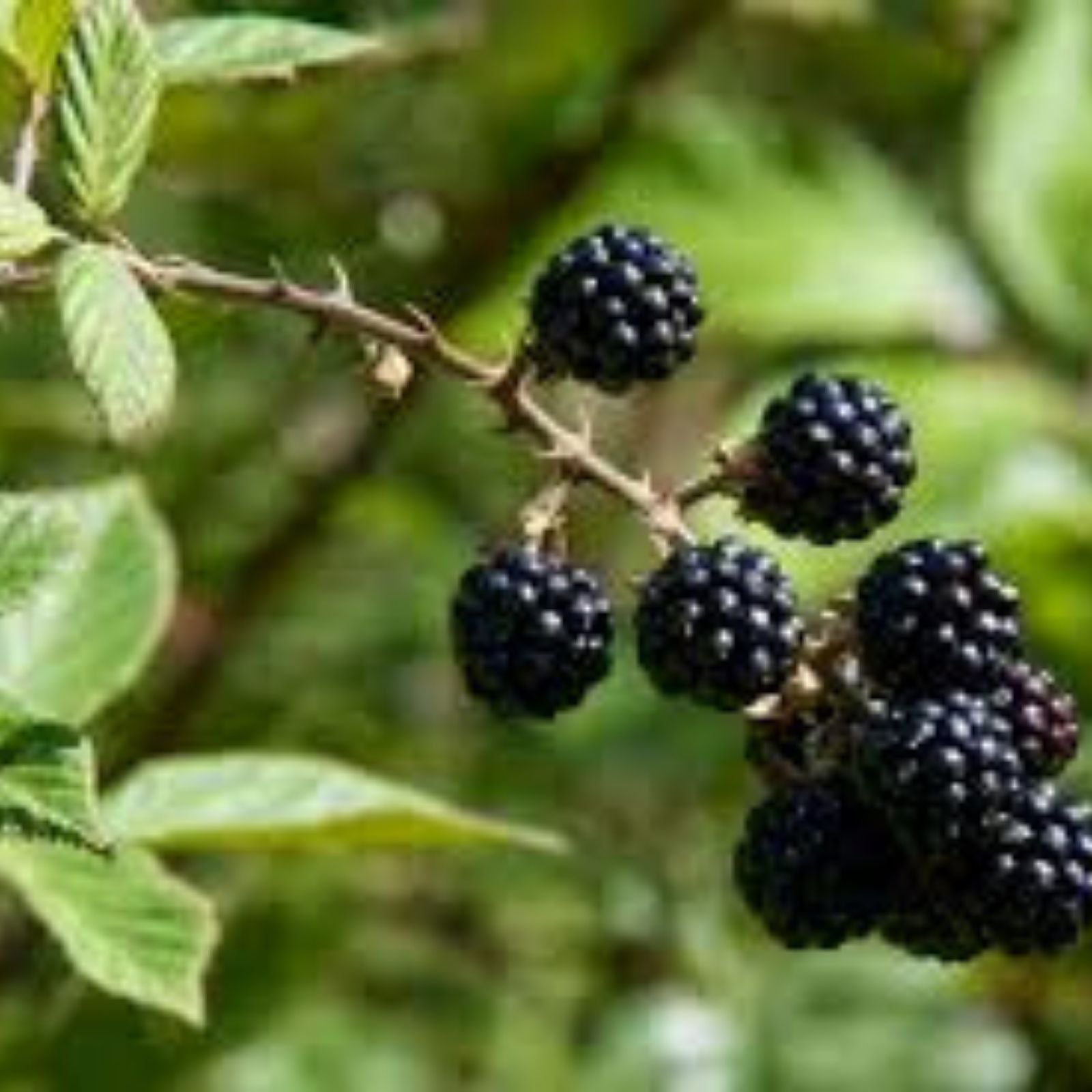 Blackberry Cane Cuttings Organic Propagation Starter Plants Rubus Thorned for Permaculture Gardening - BloomHavenNursery