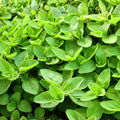 Sweet Marjoram Seeds 500 Count Heirloom Non-GMO Culinary Herb Origanum majorana Live Plant Cutting