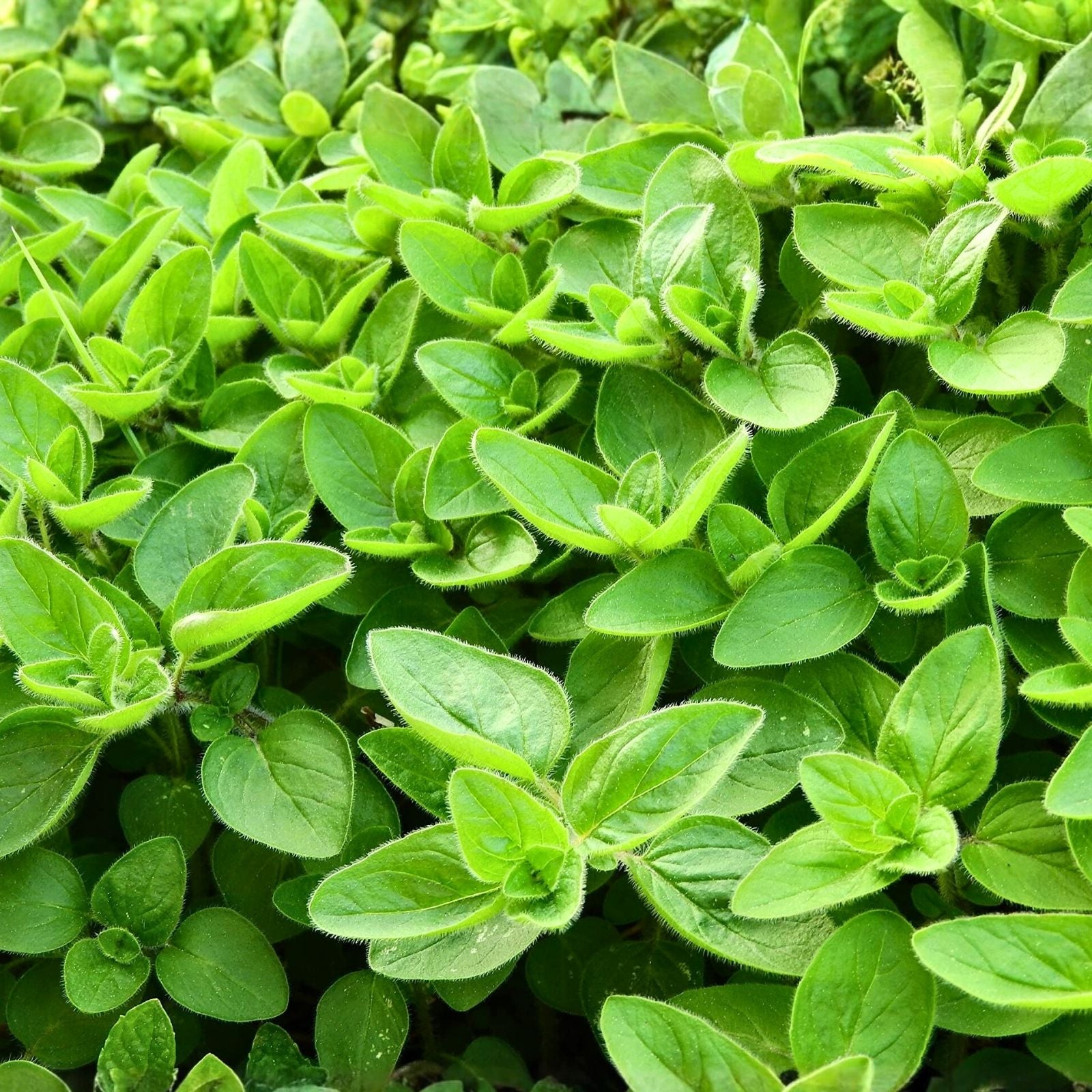 Sweet Marjoram Seeds 500 Count Heirloom Non-GMO Culinary Herb Origanum majorana Live Plant Cutting