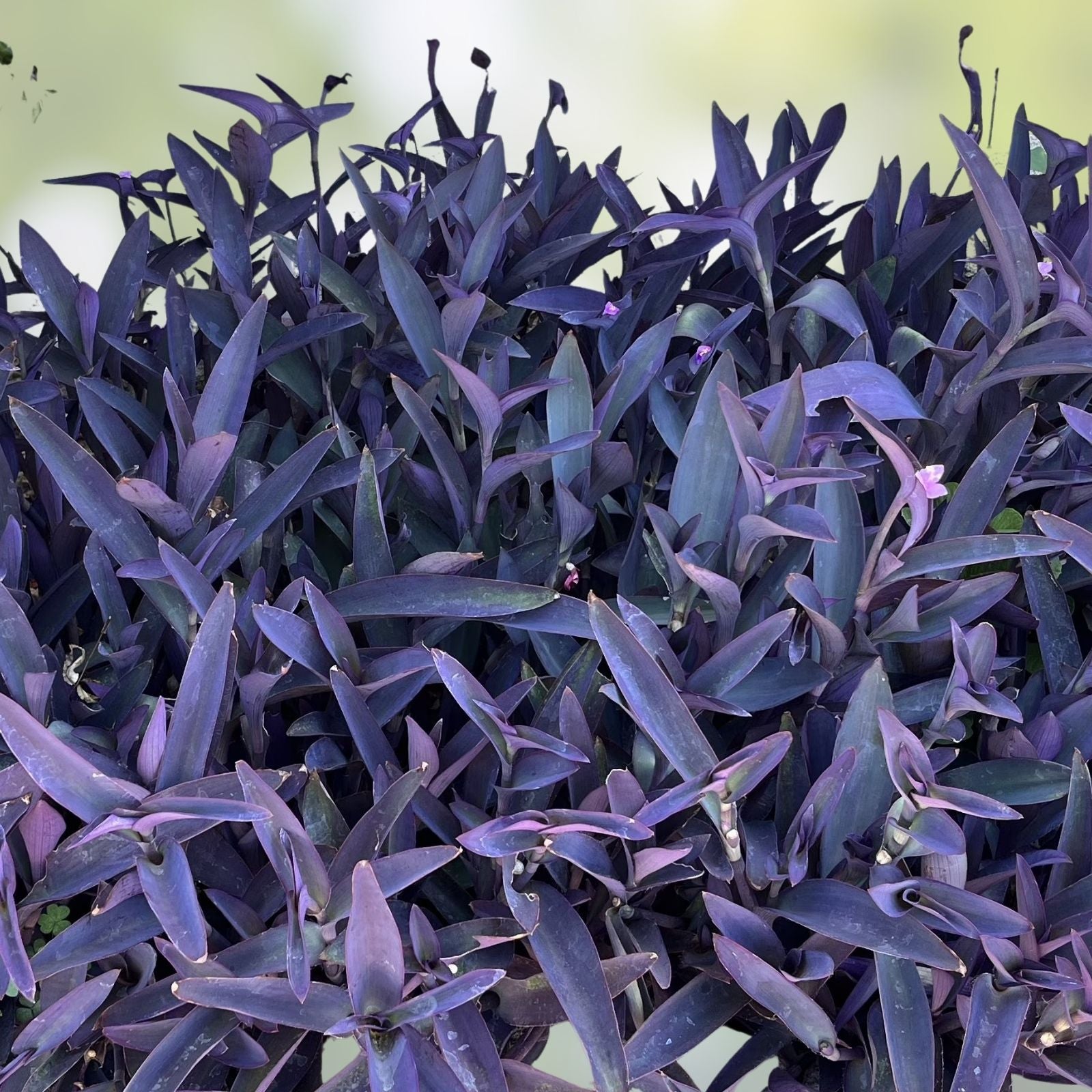 Purple Heart Wandering Tradescantia Cuttings - 15 Live Plant Cuttings, Tradescantia Pallida Purpurea, Indoor Houseplant, Easy Care