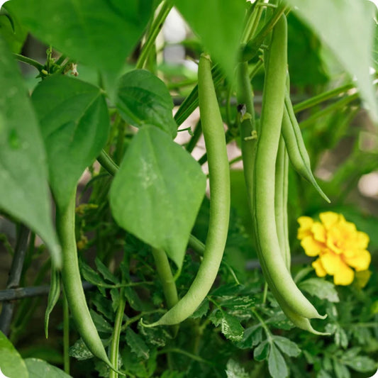Heirloom Bush Bean Seeds 500+ Non-GMO Organic Green Beans Phaseolus vulgaris Vegetable Seeds for Gardening