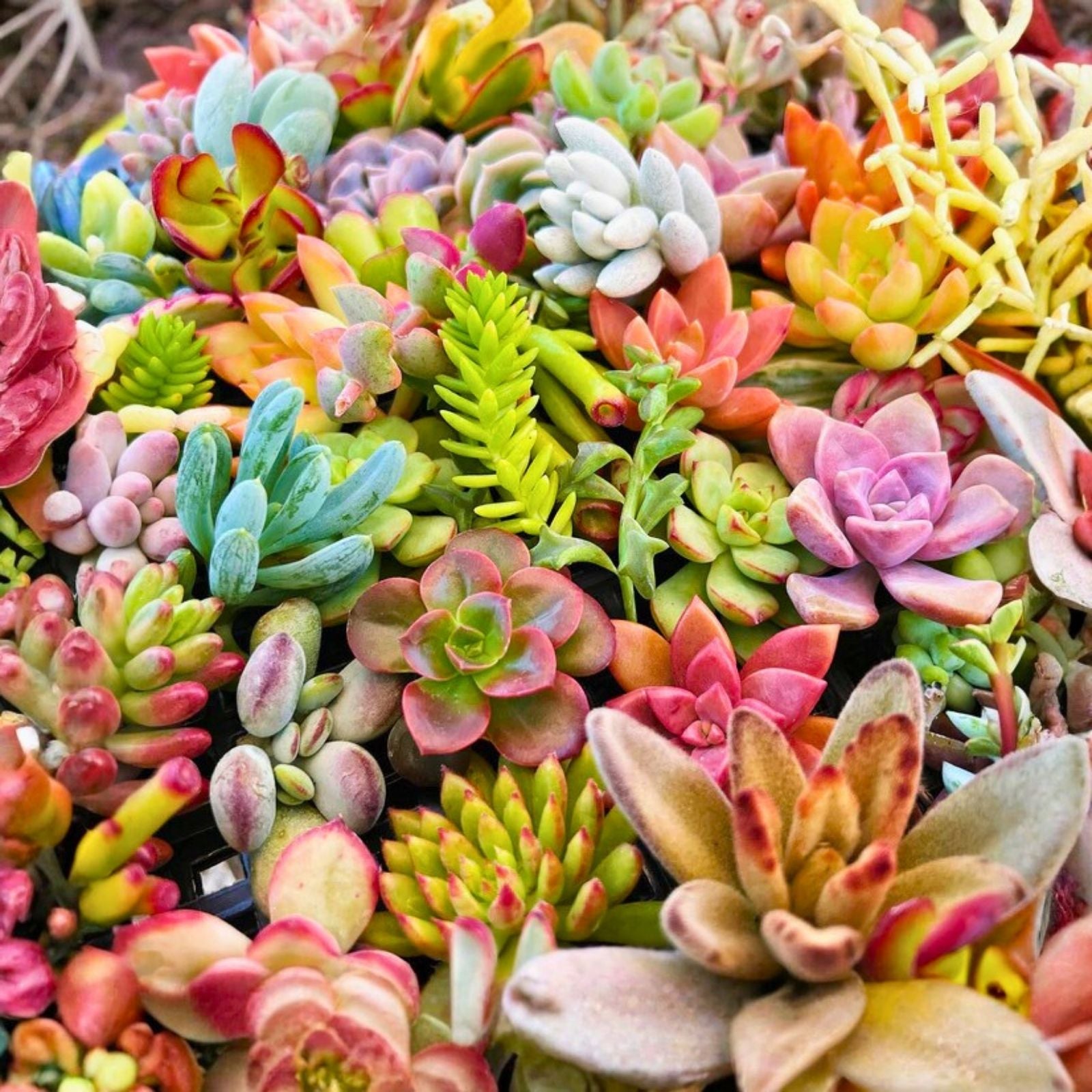 Assorted Succulent Cuttings 50 Pieces, Colorful Live Succulents for Crafts, Arrangements, Garden Decor, Easy to Grow Houseplants
