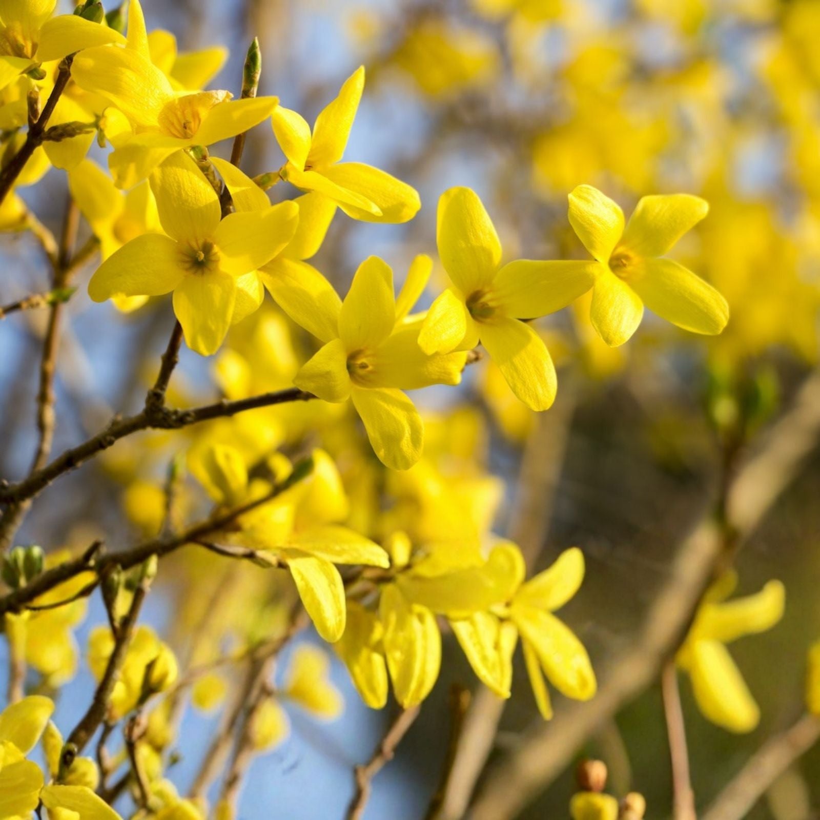 Forsythia Plant Cuttings 6-8" Unrooted Propagation Live Shrubs for Gardening Landscaping (12)
