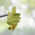 Marcgravia sp Ecuador 10-Leaf Cutting | Indoor Terrarium Plant | Tropical Greenery | Live Houseplant or Starter Plant