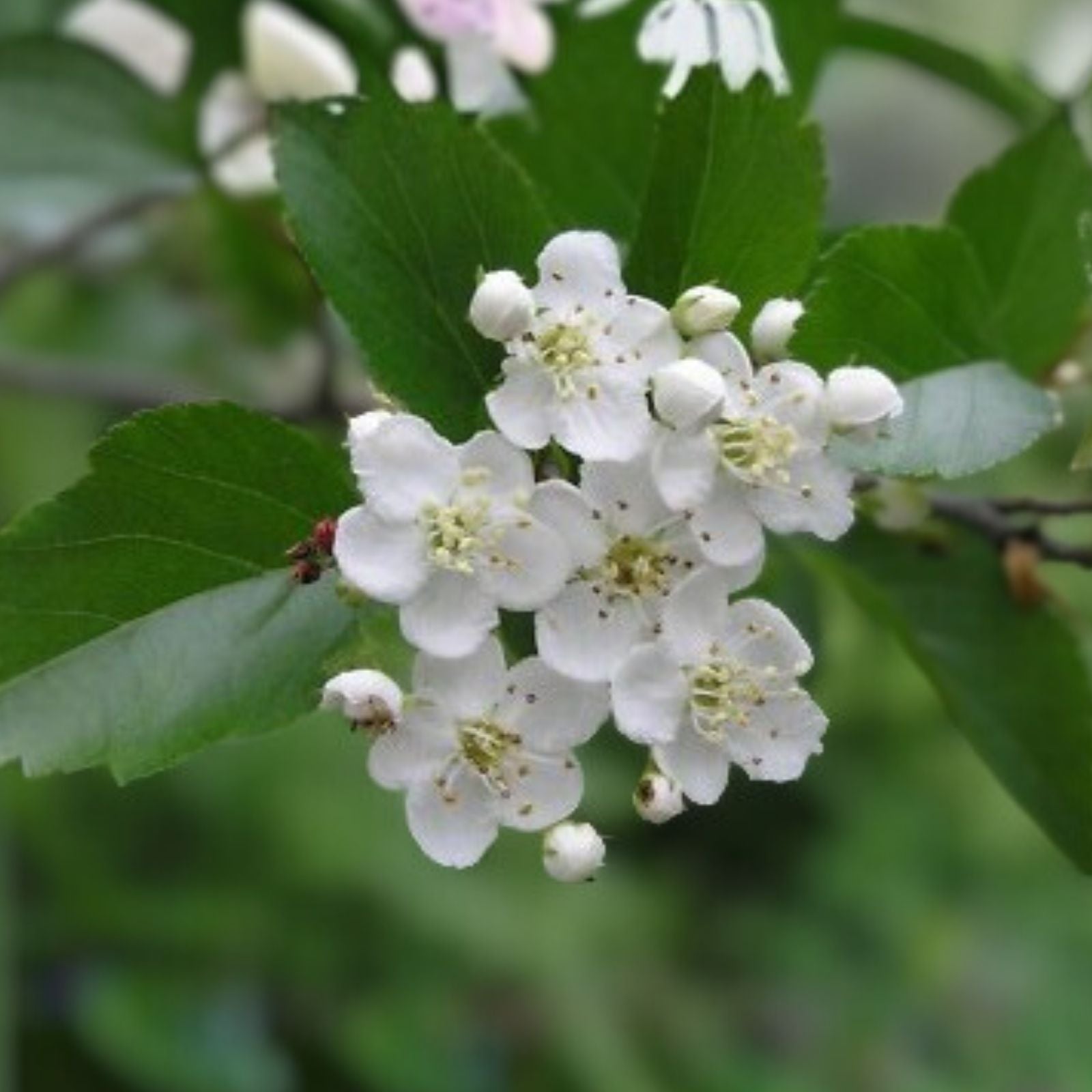 Multiflora Rose Bush Starter Plant Bare Root Hardy Flowering Shrub Rosa Multiflora Garden Plant