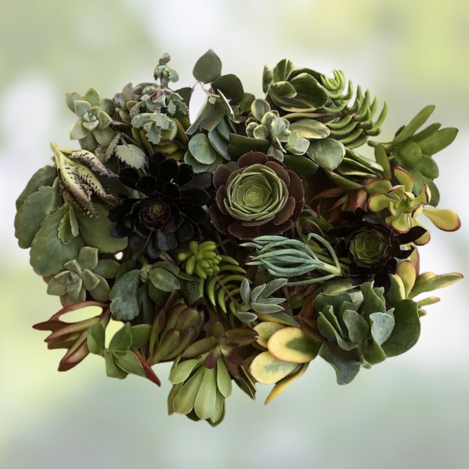Rooted Plant Cuttings Pack 15 Varieties Live Plants for Propagation Gardening Enthusiasts