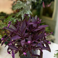 12 Pcs Live Purple Heart Plant Cuttings - Tradescantia pallida - Easy Care Indoor and Outdoor Houseplants