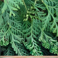 Juniper Hedge Plant Cuttings Set of 12+ | Non-Rooted Greenery for Landscaping | Juniperus spp.