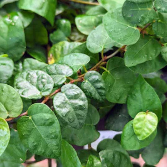 Marcgravia sp. Lime Condor Cutting - 10-Leaf Terrarium Plant, Unique Indoor Greenery, Rare Houseplant from Peru