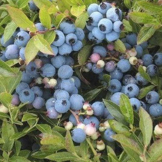Lowbush Blueberry Seeds 30 Pack Organic Vaccinium angustifolium American Grown from Iowa Fast Shipping