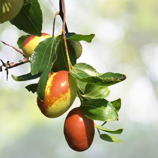 Honey Jujube Tree Cutting 8" Live Plant Propagation Ziziphus jujuba Bare Root Starter Plant