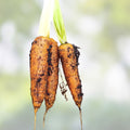 Bulk Carrot Seeds Daucus carota Microgreen Vegetable Seeds for Sprouting 1250+ Starter Plants
