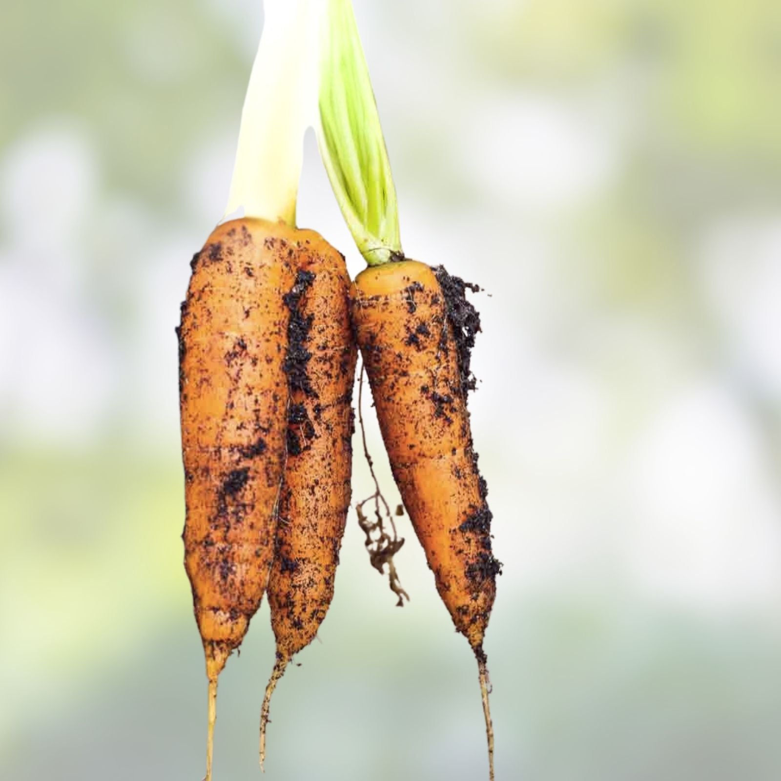 Bulk Carrot Seeds Daucus carota Microgreen Vegetable Seeds for Sprouting 1250+ Starter Plants