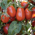 Heirloom Italian Roma Tomato Seeds Organic Non-GMO Starter Plant for Home Garden Solanum lycopersicum