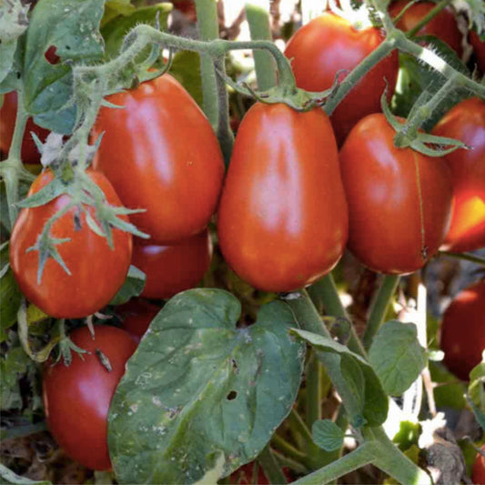 Heirloom Italian Roma Tomato Seeds Organic Non-GMO Starter Plant for Home Garden Solanum lycopersicum