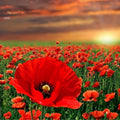 Red Poppy Seeds 100+ Count - Papaver rhoeas - Garden Annual Flower Seeds for Landscaping and Wildflower Gardens