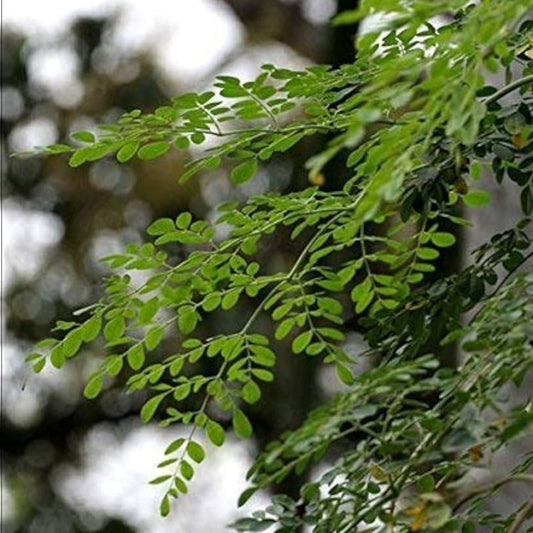Moringa Tree Seeds 30 Count – Fast Growing Moringa oleifera Herb Plant Seeds for Gardening and Landscaping