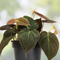 Philodendron Micans 4-inch Potted Plant - Velvet Green Heart Leaves, Indoor Houseplant, Philodendron micans