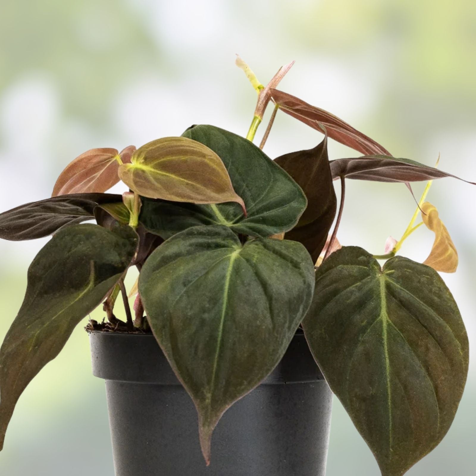 Philodendron Micans 4-inch Potted Plant - Velvet Green Heart Leaves, Indoor Houseplant, Philodendron micans