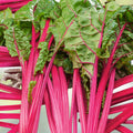 Bulk Swiss Chard Seeds Magenta Sunset Variety, Live Plant or Cutting, Beta vulgaris, Microgreens, Garden, Vegetable Seeds