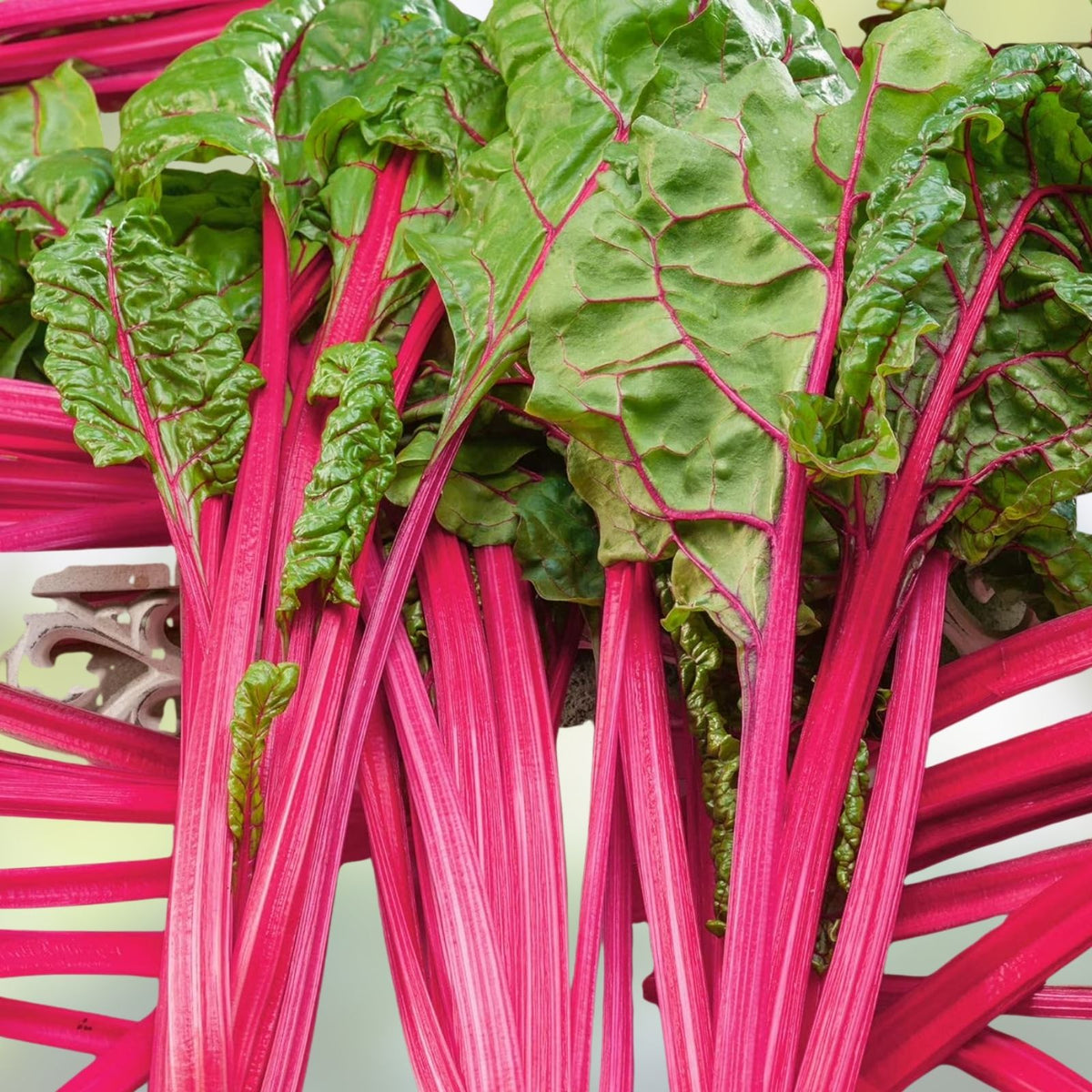 Bulk Swiss Chard Seeds Magenta Sunset Variety, Live Plant or Cutting, Beta vulgaris, Microgreens, Garden, Vegetable Seeds
