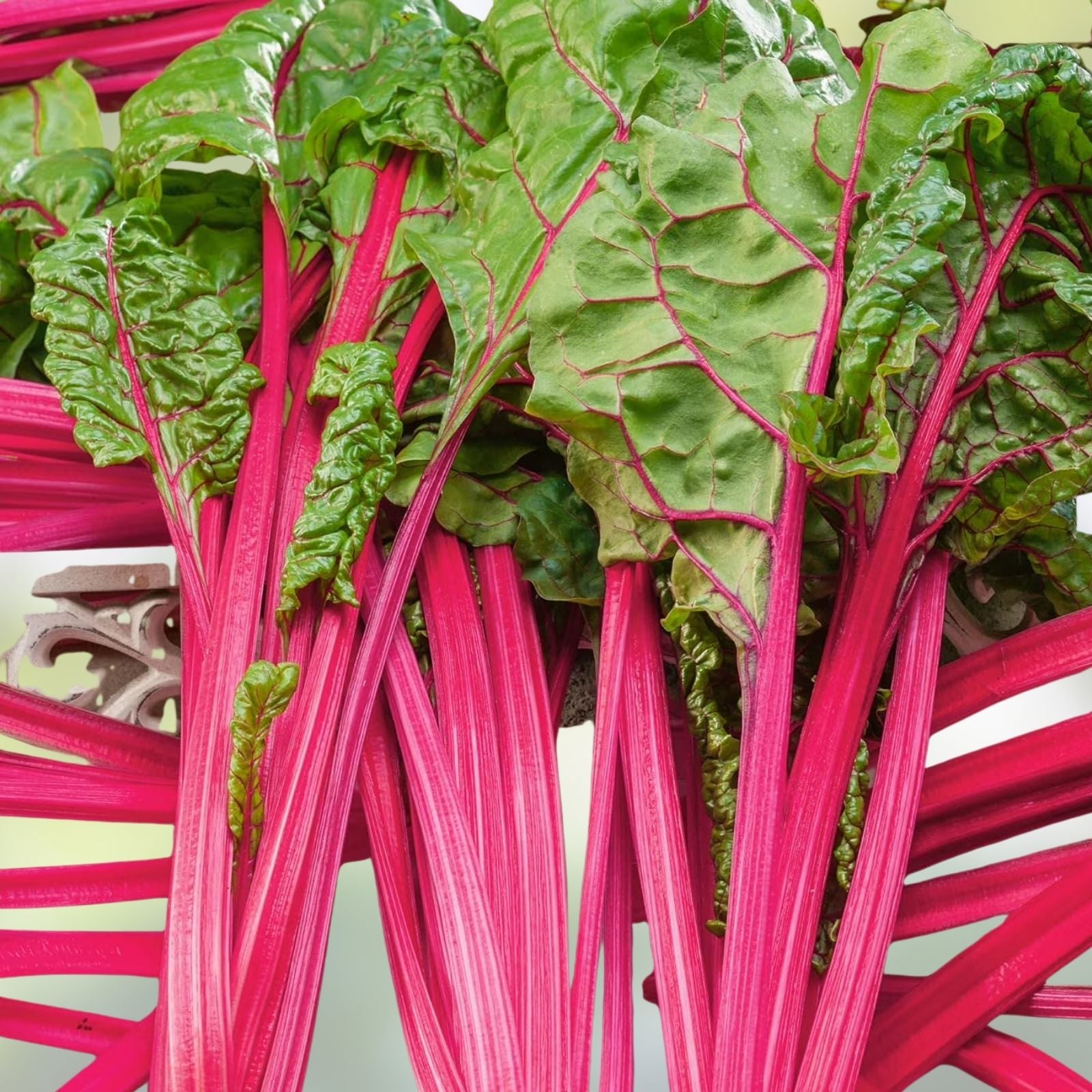 Bulk Swiss Chard Seeds Magenta Sunset Variety, Live Plant or Cutting, Beta vulgaris, Microgreens, Garden, Vegetable Seeds