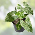 Syngonium Batik Plant - Variegated Arrowhead Vine - Potted Indoor Houseplant - Live Cutting or Starter Plant
