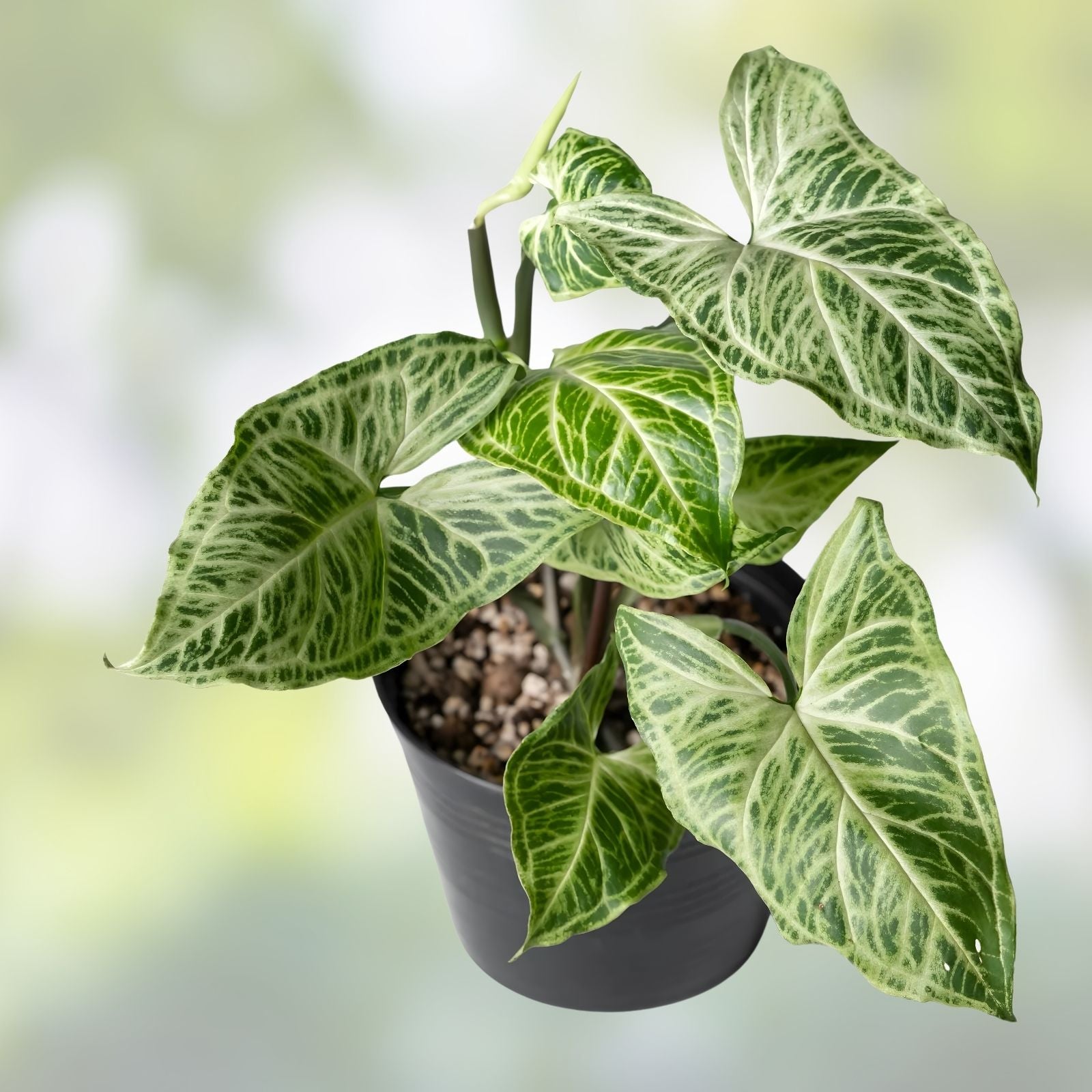 Syngonium Batik Plant - Variegated Arrowhead Vine - Potted Indoor Houseplant - Live Cutting or Starter Plant