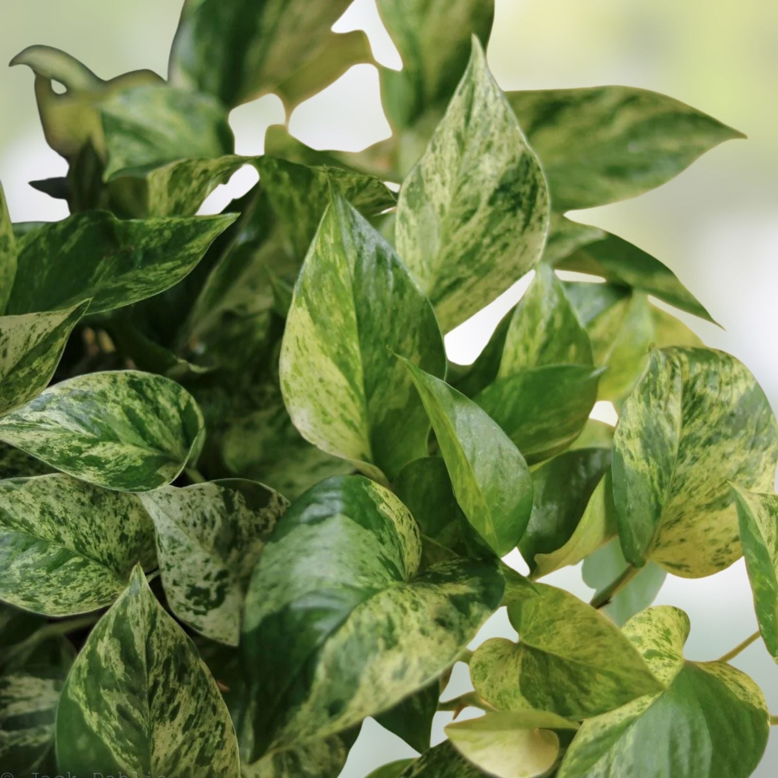 Pothos Cuttings 15 Healthy Golden Green Marbled Queen Plants Live Aquarium Houseplant Epipremnum aureum