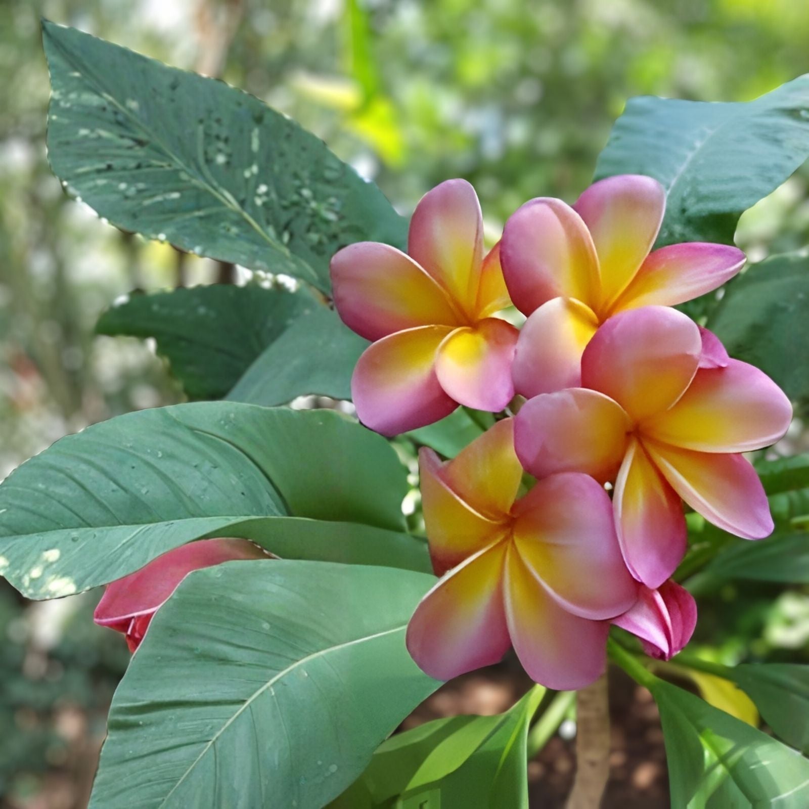 Pink Yellow Plumeria Tree Cutting 6-8" - Frangipani Hawaiian Live Plant, Starter, Bare Root, Houseplant