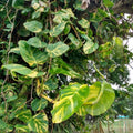 Hawaiian Variegated Pothos Cuttings Epipremnum aureum Live Houseplant Starter Plant