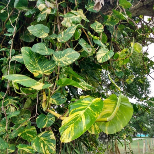 Hawaiian Variegated Pothos Cuttings Epipremnum aureum Live Houseplant Starter Plant