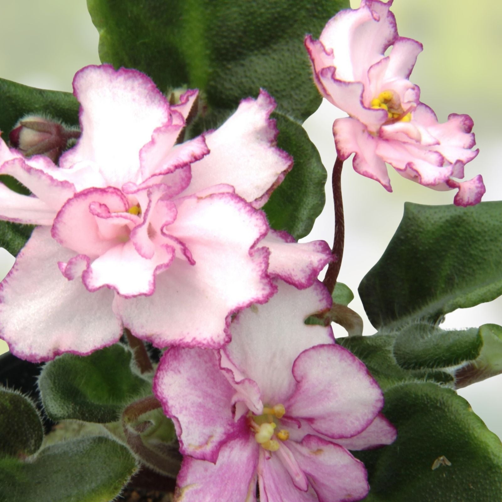 African Violet Cutting Winter Surprise Gesneriaceae Live Plant Propagation Starter Houseplant