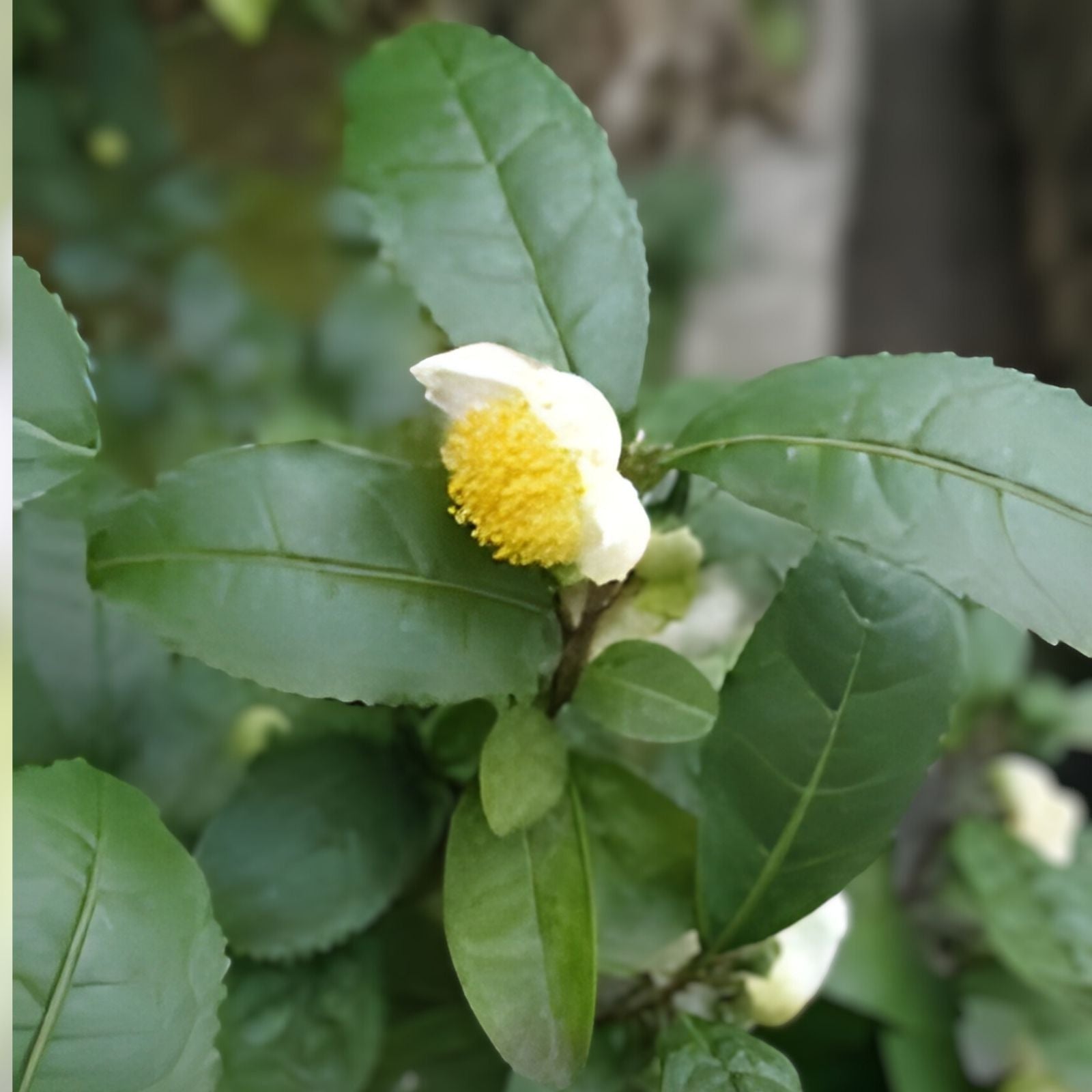 Camellia Sinensis Tea Plant Cuttings – Cold Hardy Russian Sochi Variety – Live Starter Plant for Zone 6b