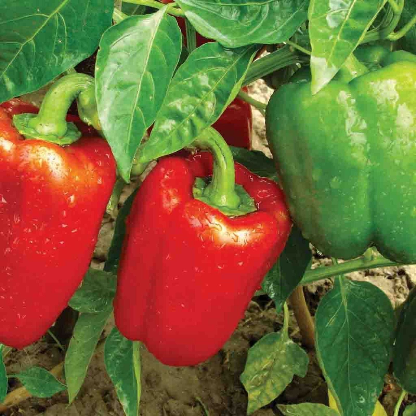 California Wonder Bell Pepper Seeds | Heirloom Capsicum annuum Vegetable Seeds | Large Fruit Starter Plants | Live Plant or Seeds
