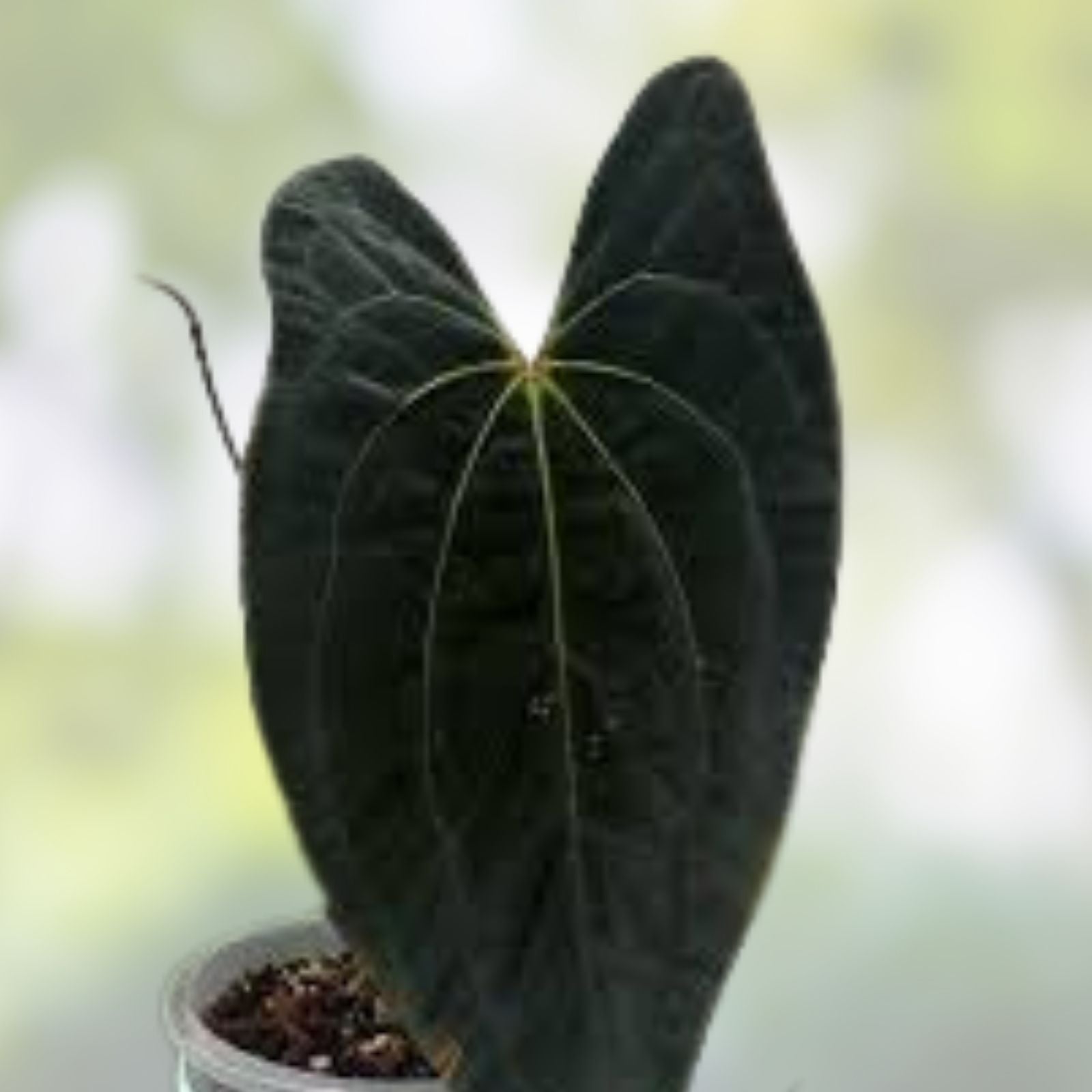 Anthurium Plant - Wide Velvet Leaf - Dark Phoenix x Indo Port x King of Spades - Indoor Houseplant for Decor - bloomhavennursery