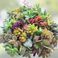 Succulent Cuttings Set of 15 Varieties – Live Organic Succulent Plants for DIY Home Decor, Plant Projects, Houseplants