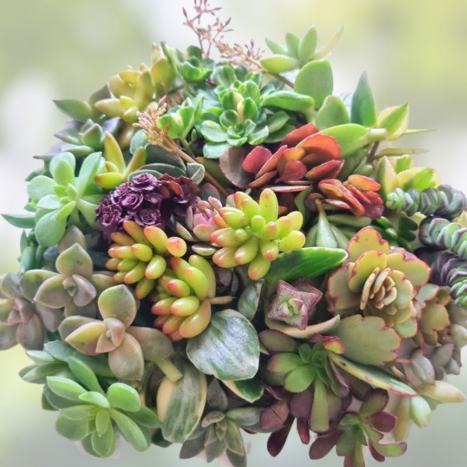 Succulent Cuttings Set of 15 Varieties – Live Organic Succulent Plants for DIY Home Decor, Plant Projects, Houseplants