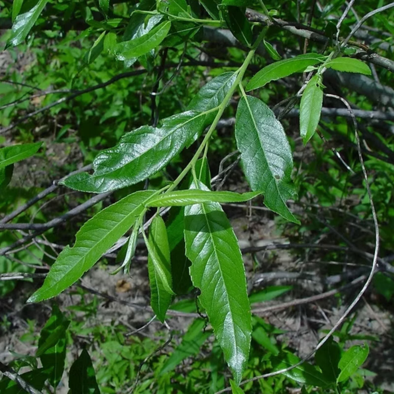 Silky Willow Cuttings 12" | Salix sericea Native Live Plant for Landscaping Garden Yard
