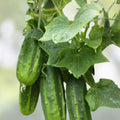 Broccoli Seeds Waltham 29 Heirloom Organic Vegetable Seeds Brassica oleracea 100+ Starter Plants