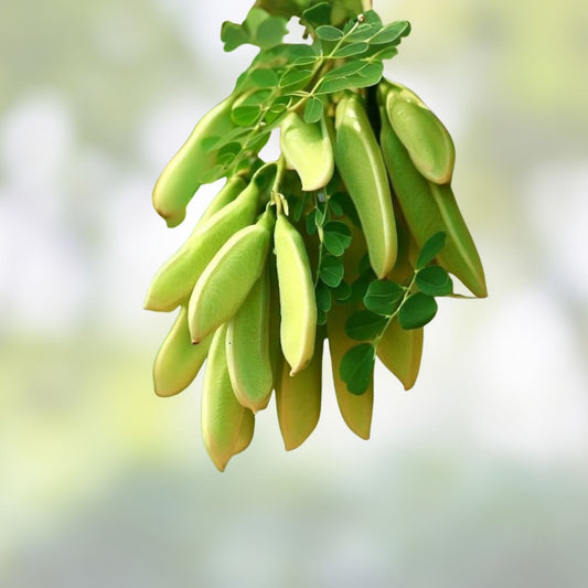 Moringa Oleifera Live Plant Cuttings & Seeds, Edible Leaves & Pods, Non-GMO, Fast Growing Tree, Starter Plant, Houseplant