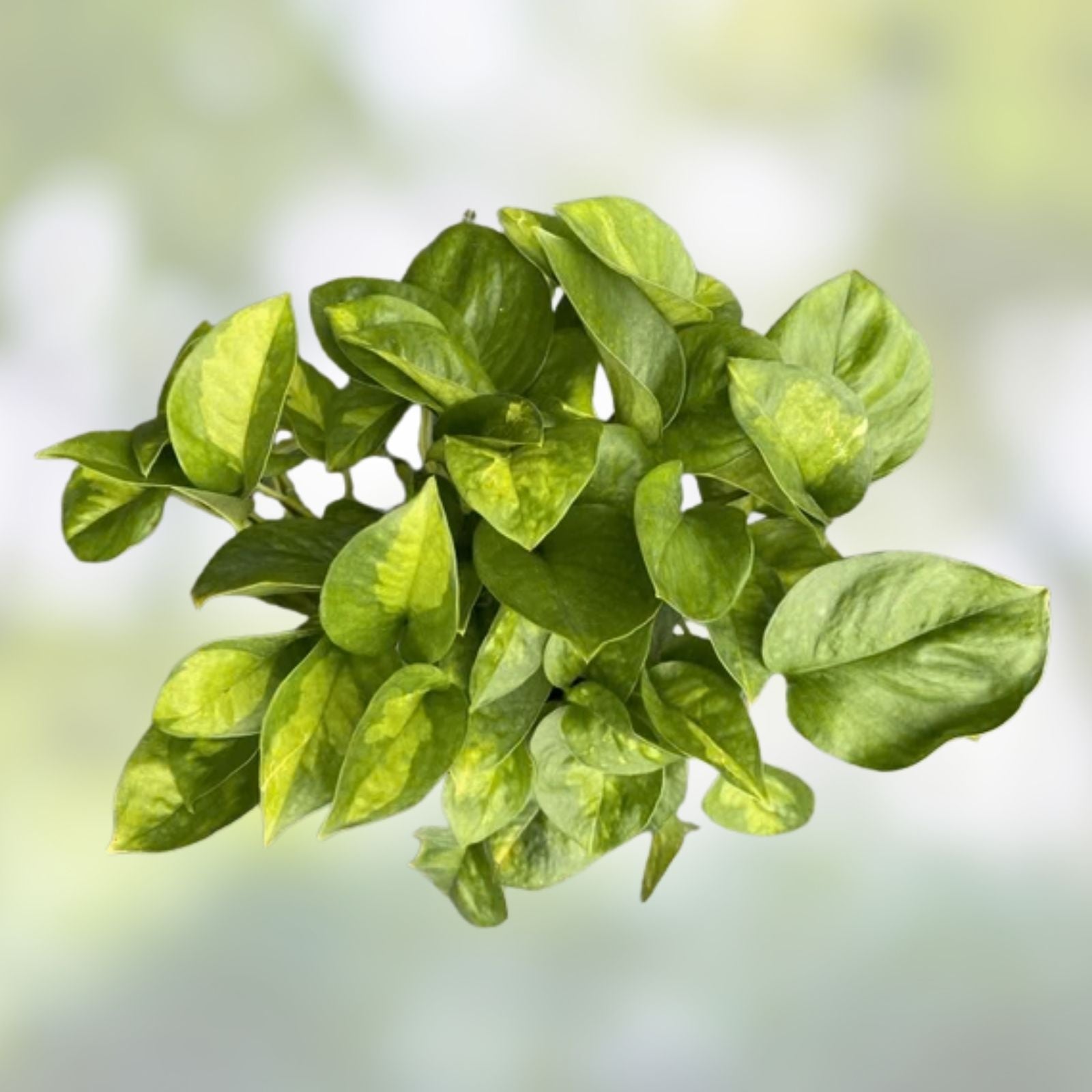 Global Green Pothos Cutting - 2 Leaf, 2 Nodes, Unrooted Epipremnum aureum Vining Live Plant for Indoor Decor
