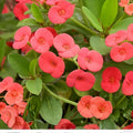 Crown of Thorns Plant, Euphorbia milii, Red Flower, Succulent for Indoor and Outdoor Decor, Fast Growing