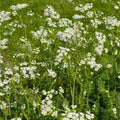 Anise Herb Seeds 100+ Heirloom Culinary Spice Pimpinella anisum Live Plant Cutting Starter Herb Garden