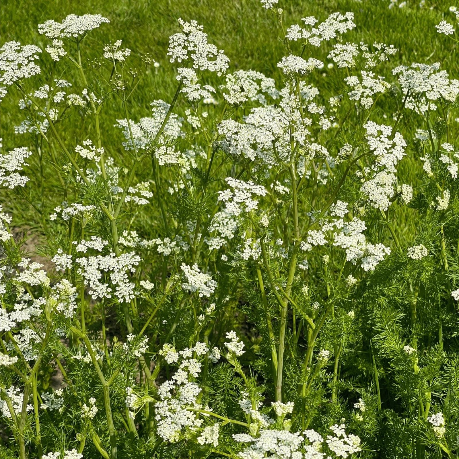 Anise Herb Seeds 100+ Heirloom Culinary Spice Pimpinella anisum Live Plant Cutting Starter Herb Garden